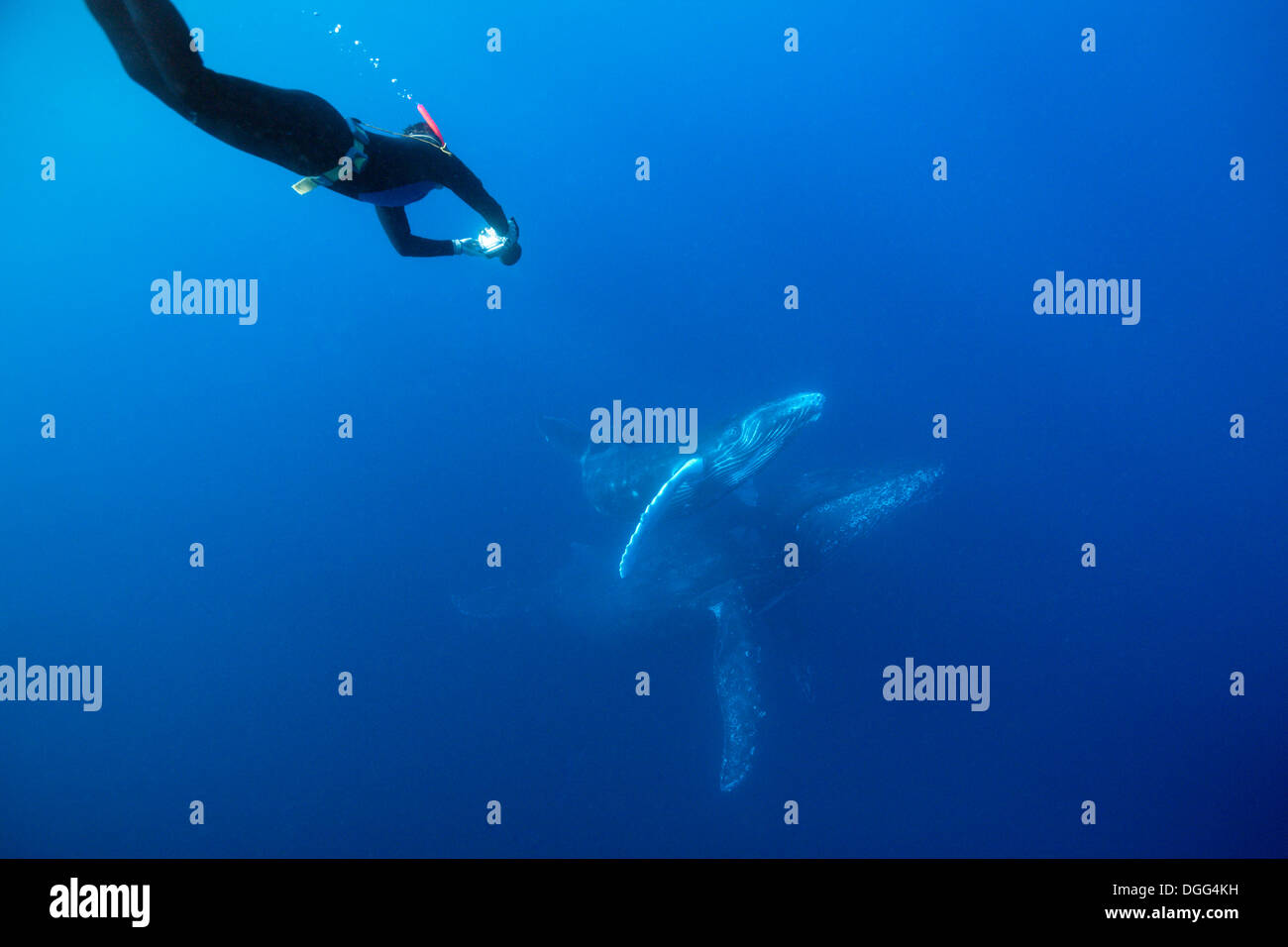 Humpback Whale, Mother and Calf, Megaptera novaeangliae, Socorro, Revillagigedo Islands, Mexico Stock Photo