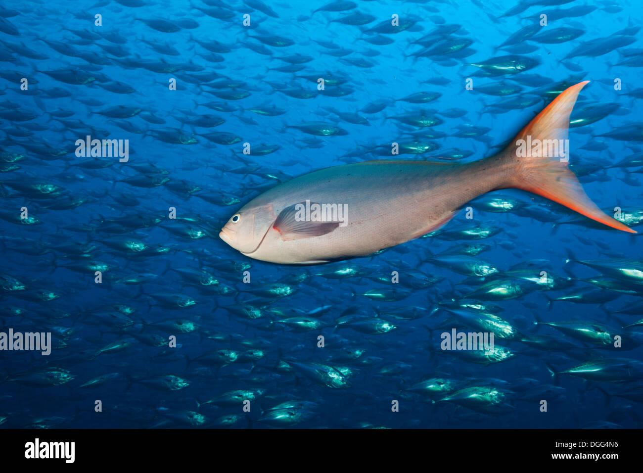 Pacific Creolefish, Paranthias colonus, Socorro, Revillagigedo Islands, Mexico Stock Photo