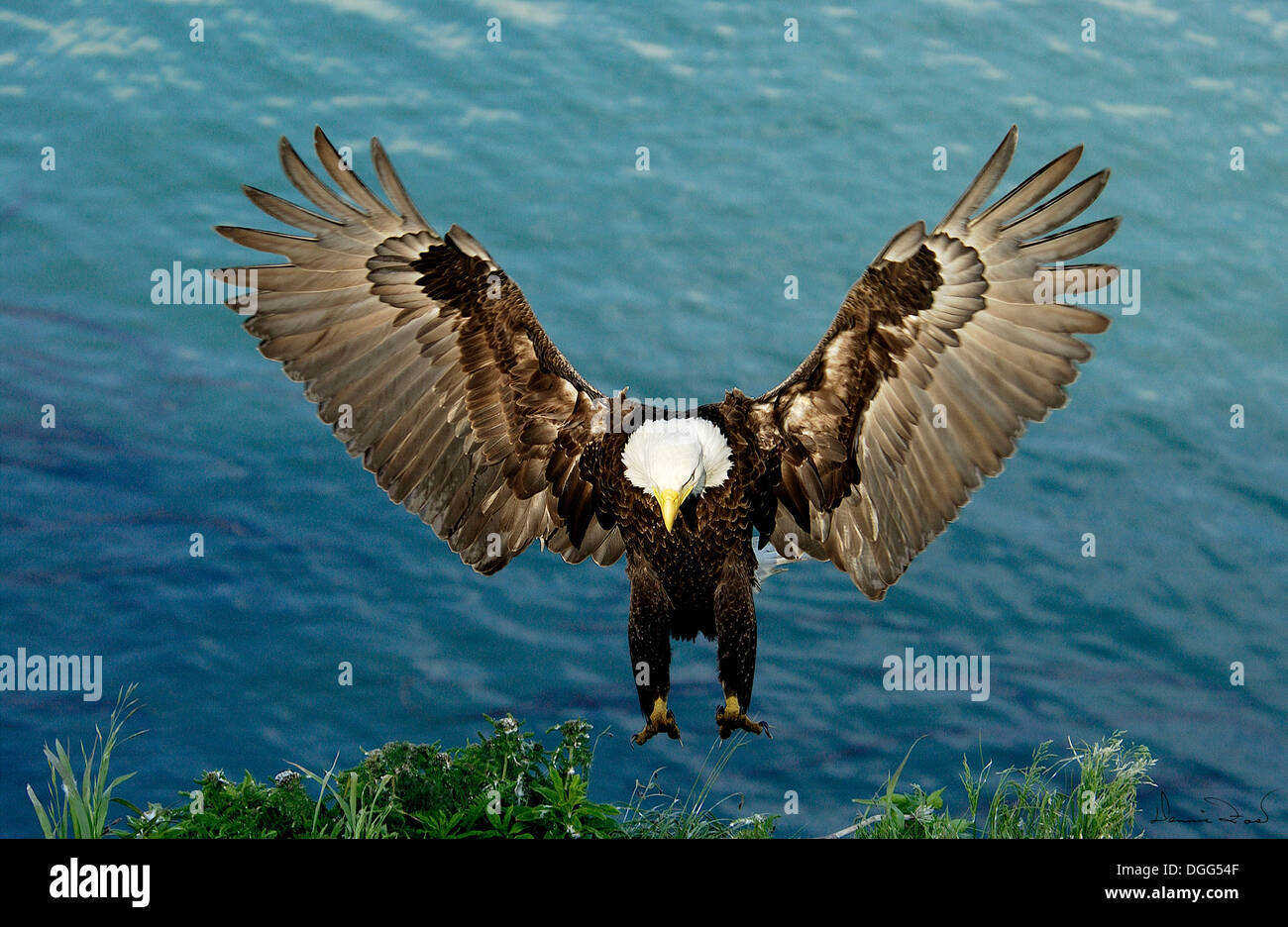 Adult Bald Eagle (Haliaeetus leucocephalus) flying and landing on nest in Dutch Harbor, Alaska, Aleutian islands chain, Bering Sea, Unalaska Stock Photo