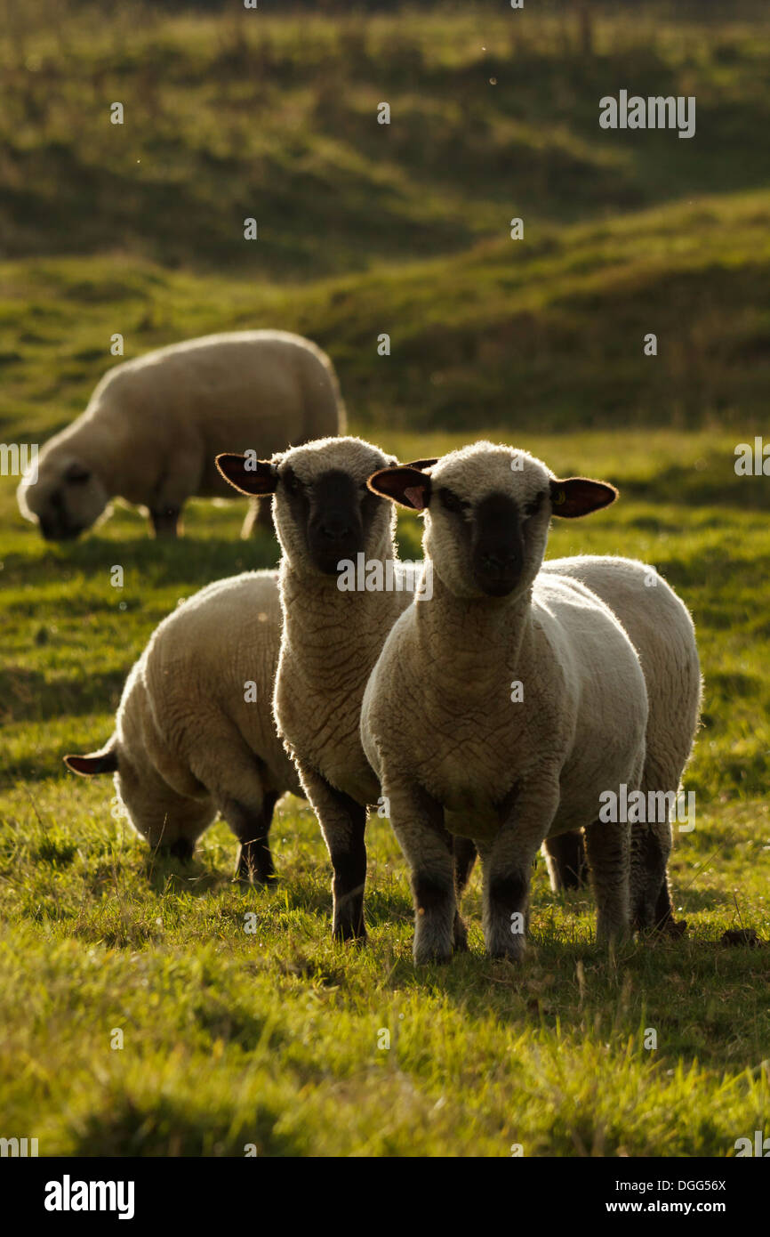 Sheep in a grazing field hi-res stock photography and images - Alamy