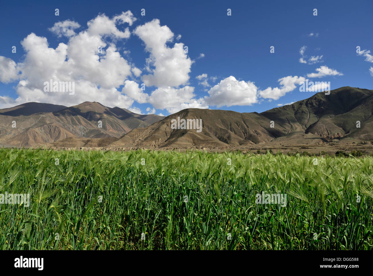 Corn field, Tibet, China, Asia Stock Photo Alamy