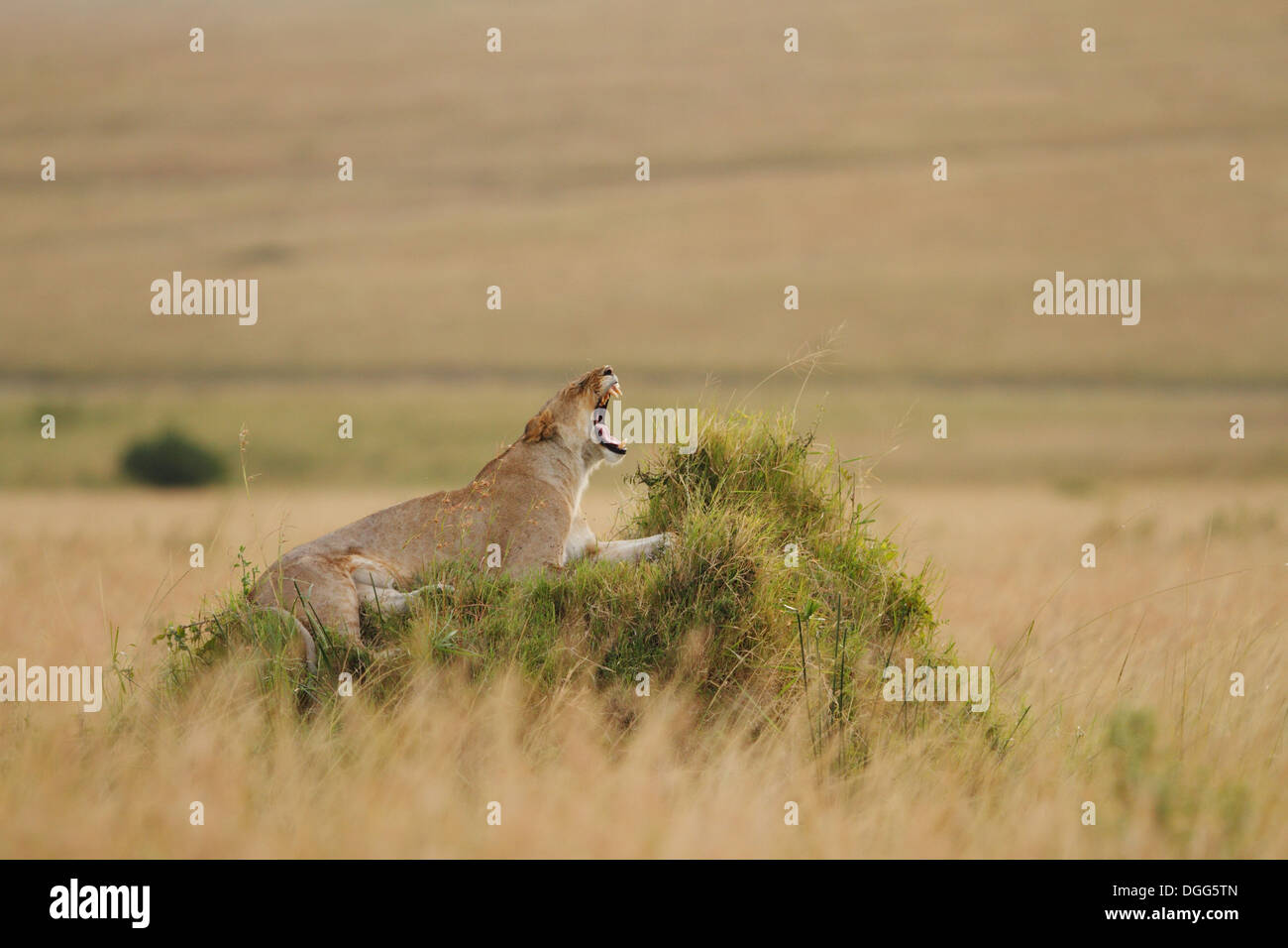 Lioness yawning on a mound in Masai Mara Stock Photo