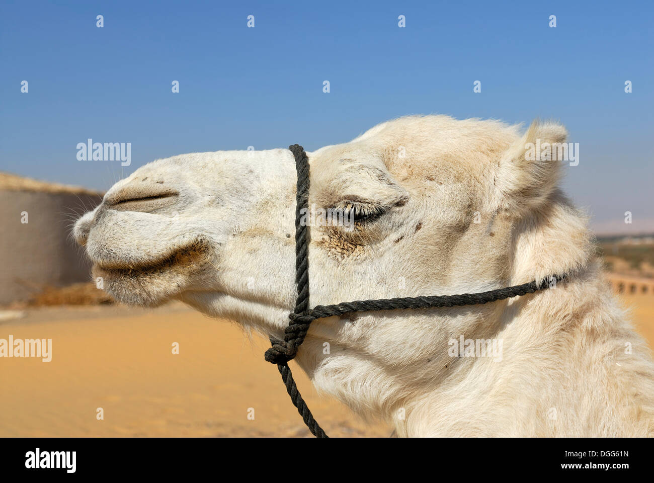 White Arabian camel, dromedary (Camelus dromedarius), portrait, Dakhla Oasis, Libyan Desert, also known as Western Desert Stock Photo