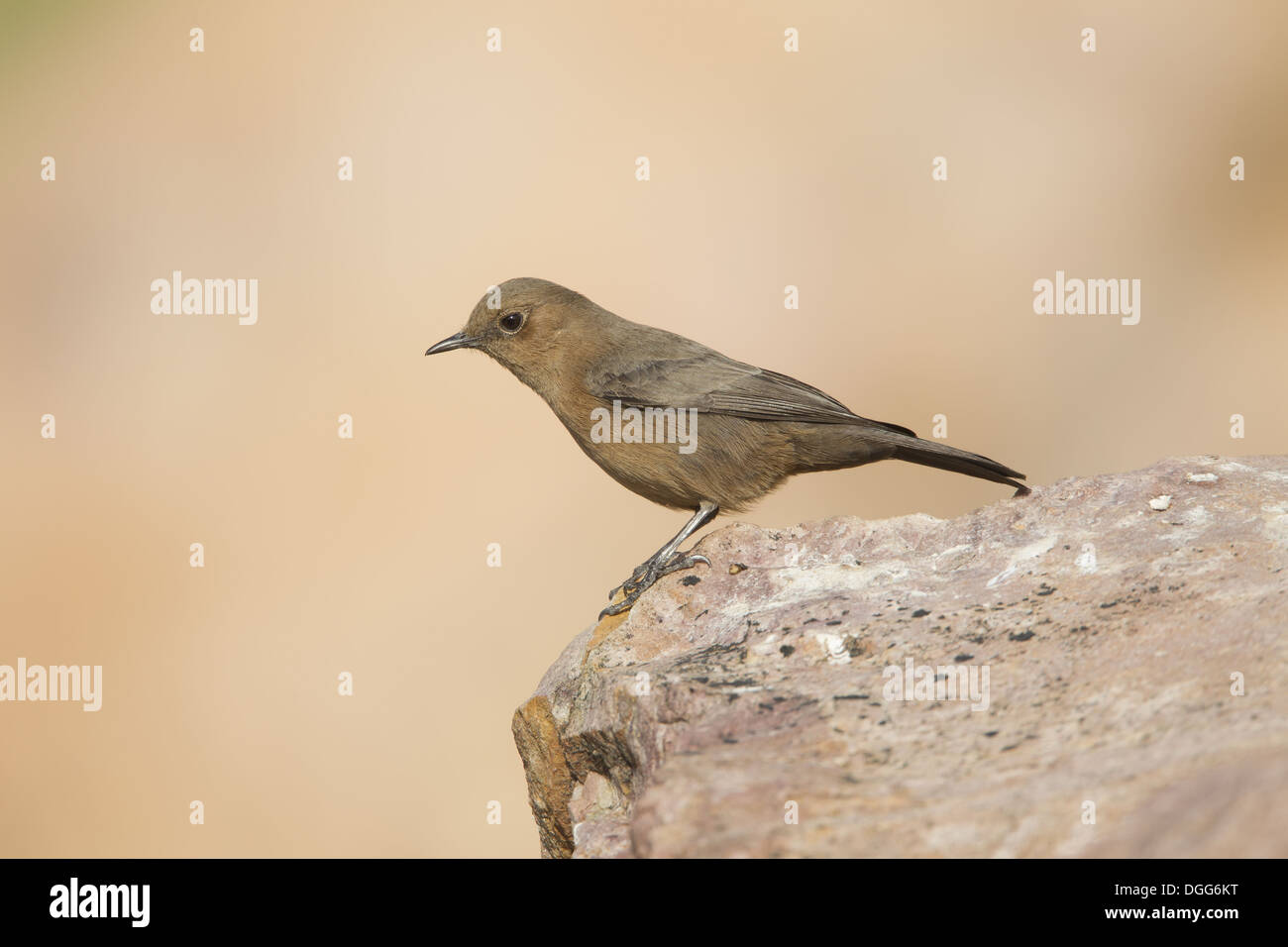 Brown Rock Chat (Cercomela fusca) adult, standing on rock, Rajasthan, India, November Stock Photo