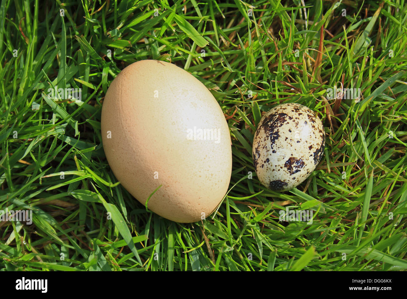 Domestic Chicken and Common Quail (Coturnix coturnix) eggs, size comparison on grass, Suffolk, England, May Stock Photo
