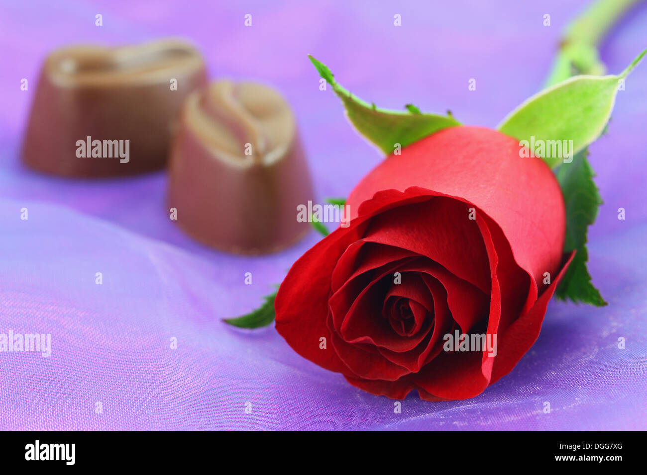 Red rose and milky chocolates on purple background Stock Photo