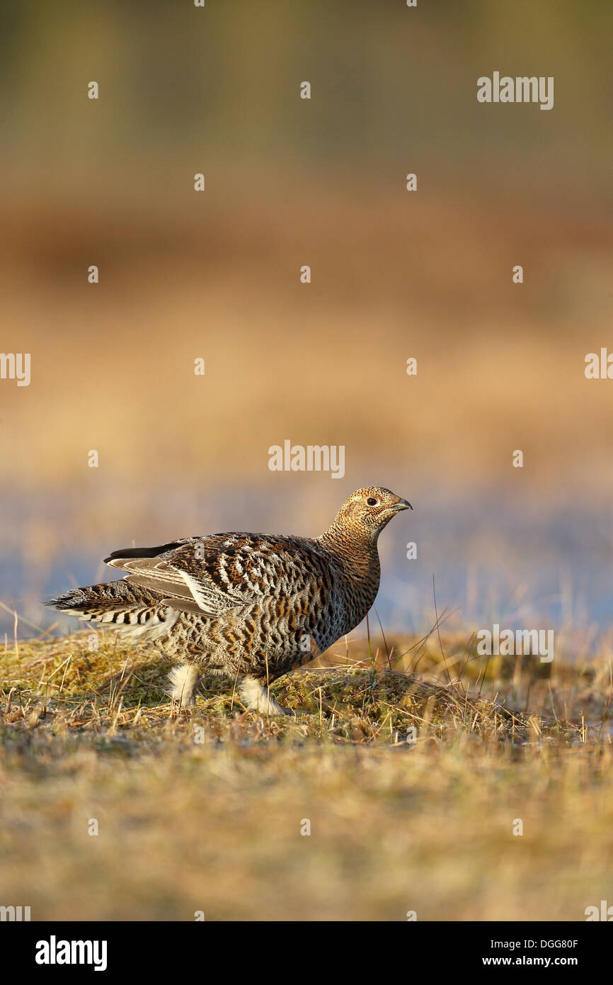 Black Grouse (Tetrao tetrix) adult female, walking on bog, Finland, April Stock Photo