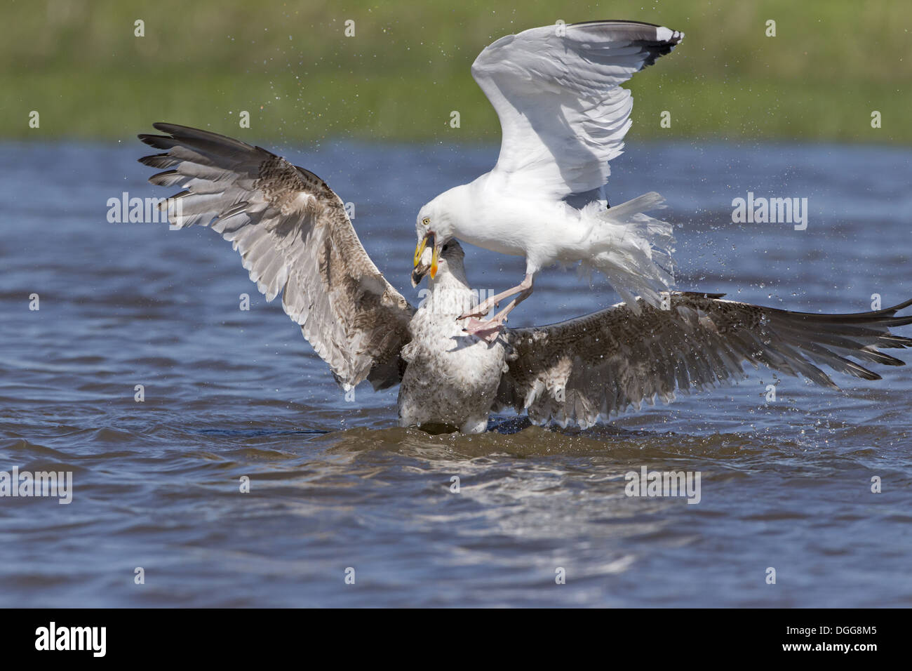 Herring Gull (Larus argentatus) adult breeding plumage and Great BlackBacked Gull (Larus