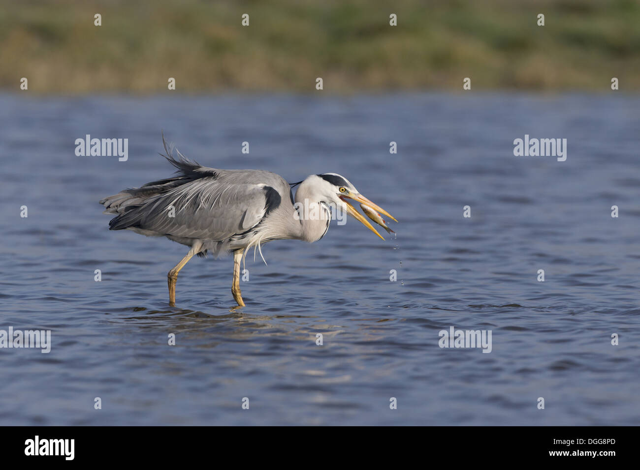 Grey Heron (Ardea cinerea) adult positioning Common Rudd (Scardinius ...