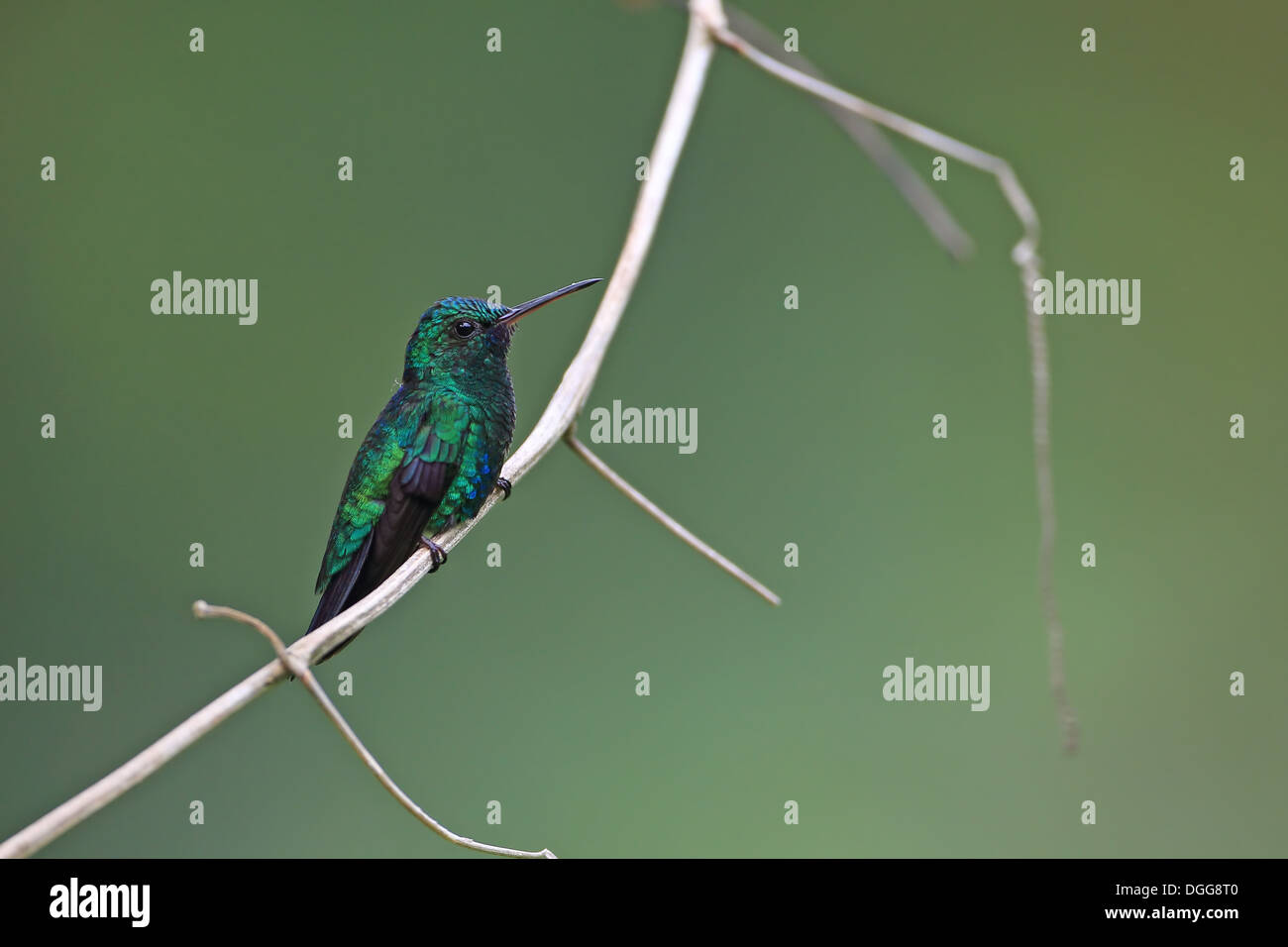 Blue-chinned Sapphire (Chlorestes notatus) adult male, perched on stem, Trinidad, Trinidad and Tobago, April Stock Photo