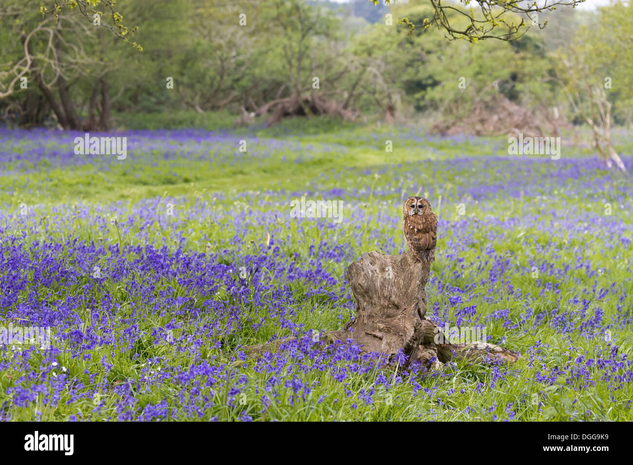Tawny Owl (Strix aluco) adult perched on stump amongst Bluebell (Hyacinthoides non-scripta) flowers Suffolk England May Stock Photo