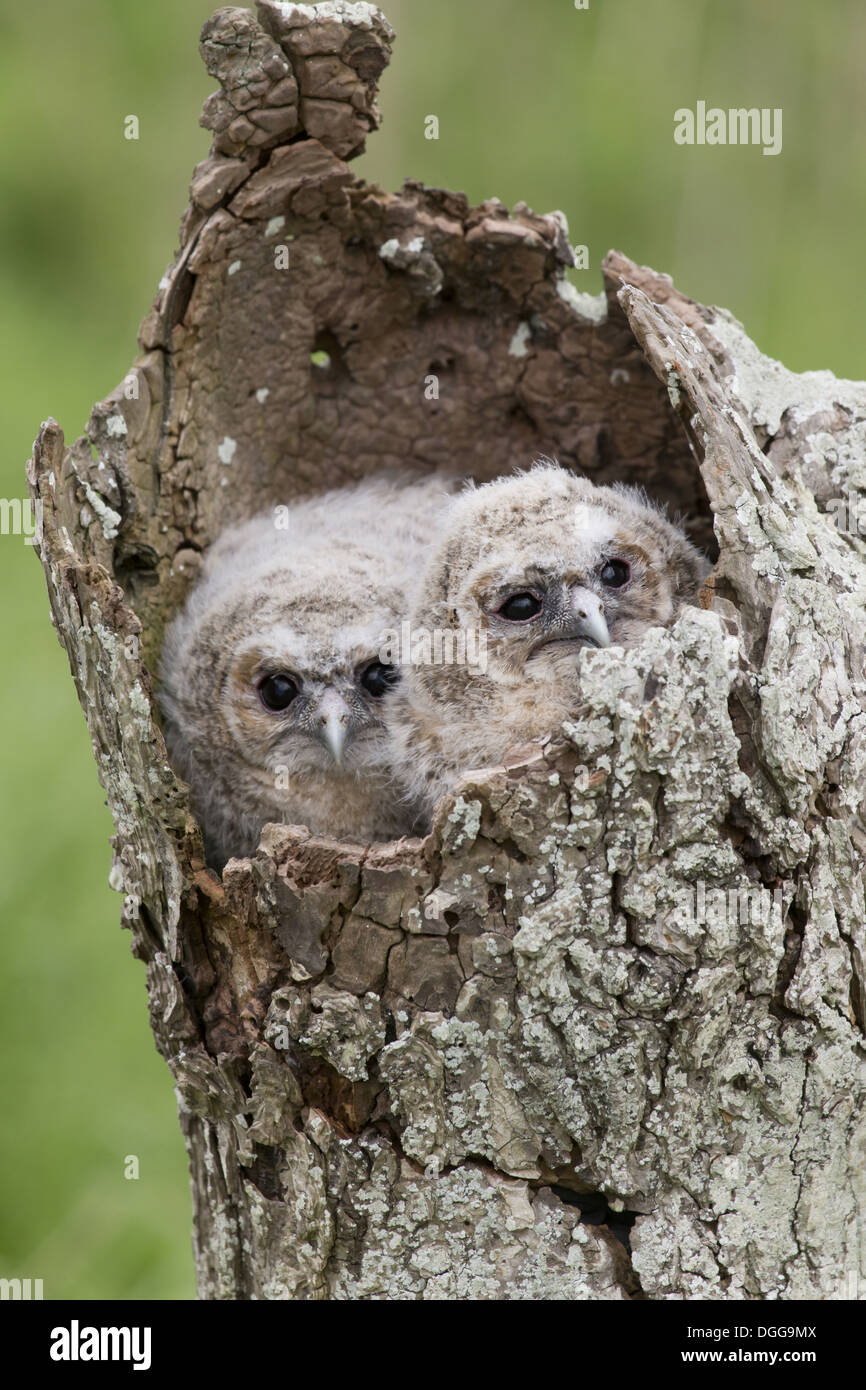 Tawny Owl (Strix aluco) two chicks, huddled together in hollow tree, Suffolk, England, May (captive) Stock Photo