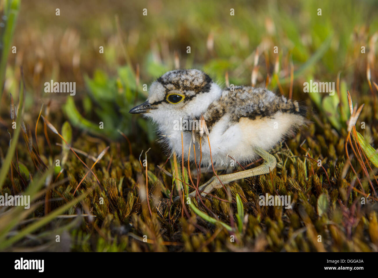 Little Ringed Plover (Charadrius dubius) - Picture Bird