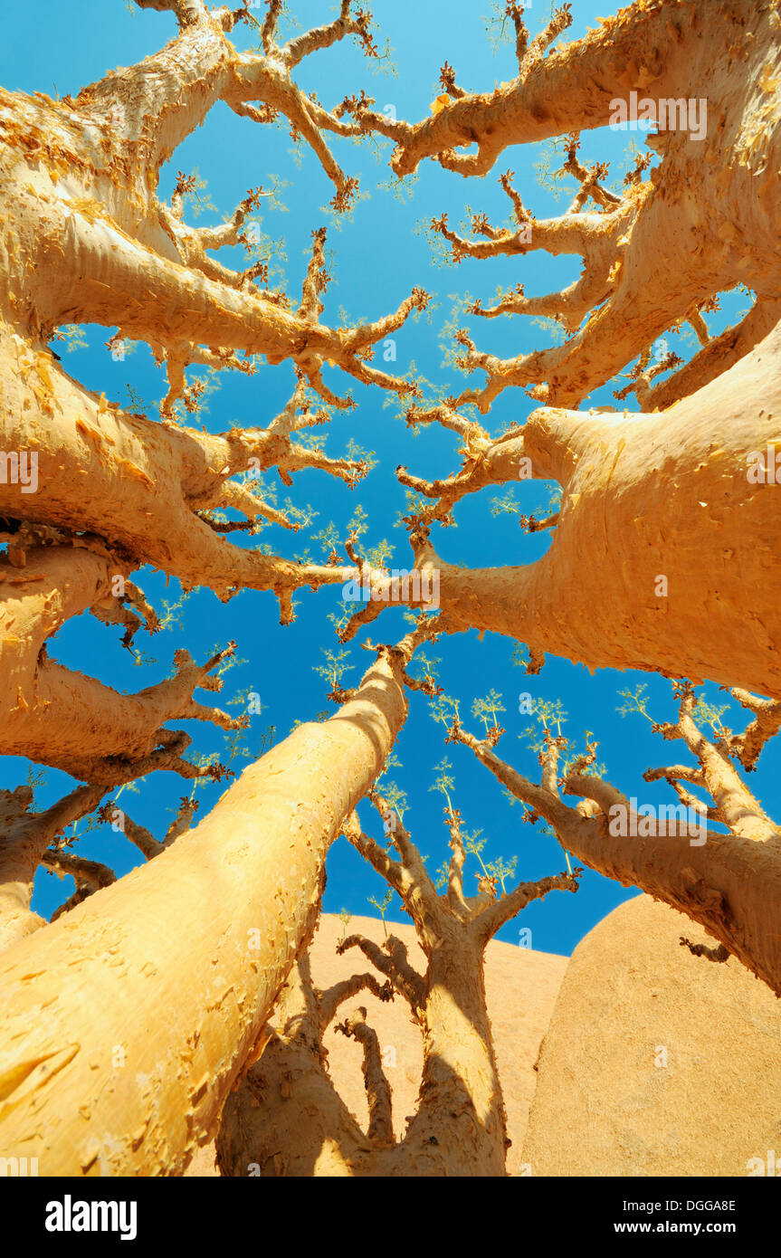 Butter Trees or Cobas Trees (Cyphostemma curroii), Pontok-Berge, Spitzkoppe, Große Spitzkuppe Nature Reserve, Namibia Stock Photo