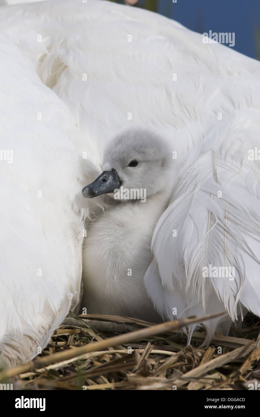 Mute Swan (Cygnus olor) cygnet, sheltering under adult female at nest, Suffolk, England, May Stock Photo