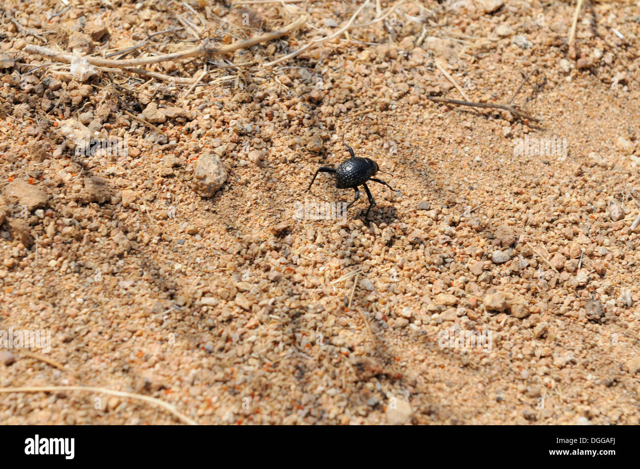 Namib Desert Beetle (Onymacris unguicularis) Tsisab Gorge, Brandberg, Damaraland, Namibia, Africa Stock Photo