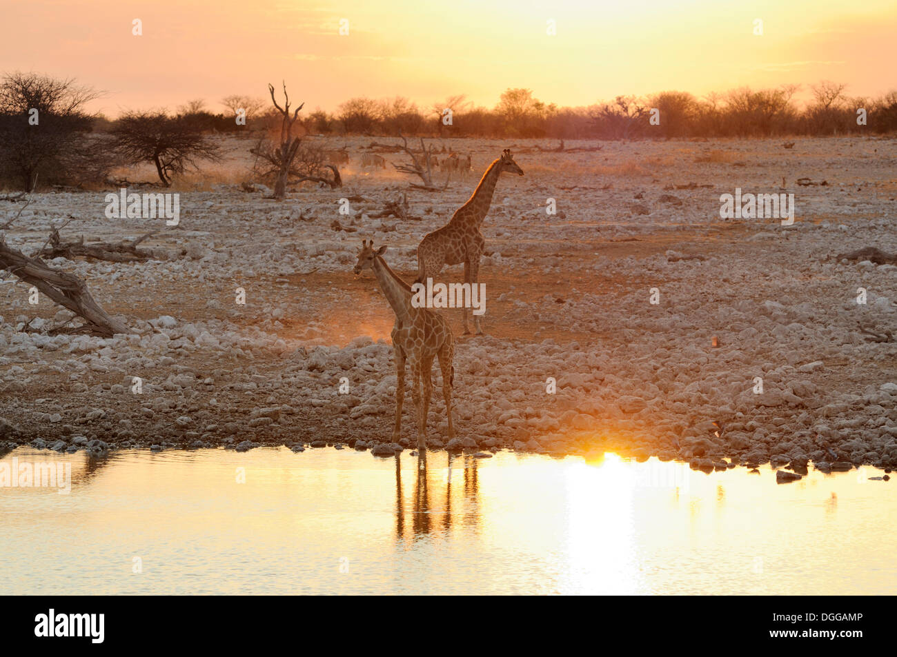 Giraffes (Giraffa camelopardalis), evening mood at the waterhole of Okaukuejo, Okaukuejo, Etosha-Nationalpark, Outjo, Namibia Stock Photo