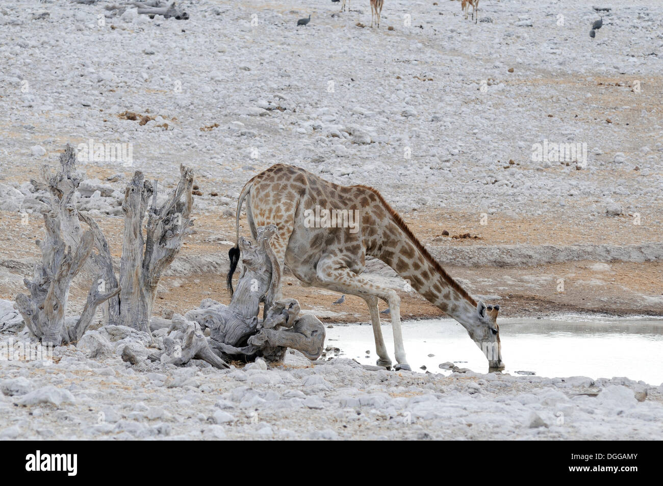 Giraffe (Giraffa camelopardalis) drinking at the watering hole of Olifantsbad, Okaukuejo, Etosha-Nationalpark, Outjo, Namibia Stock Photo