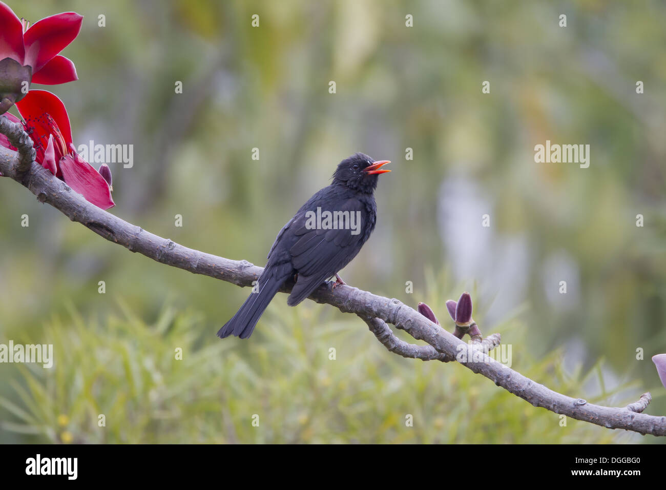 Black Bulbul (Hypsipetes leucocephalus) adult, with beak open, perched on branch with flowers, Hong Kong, China, March Stock Photo