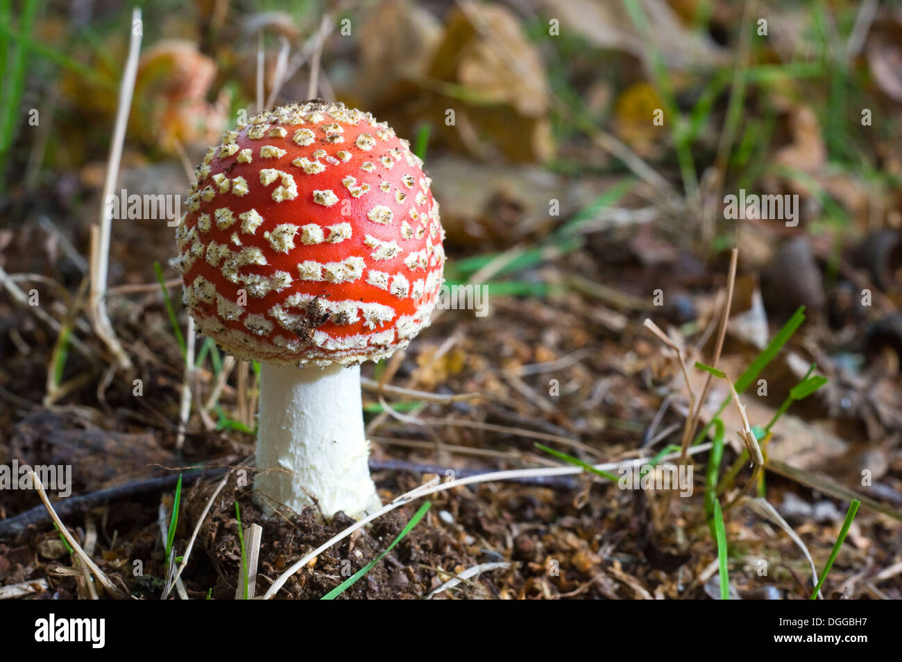 A amanita muscaria growing in a forest in the autumn Stock Photo