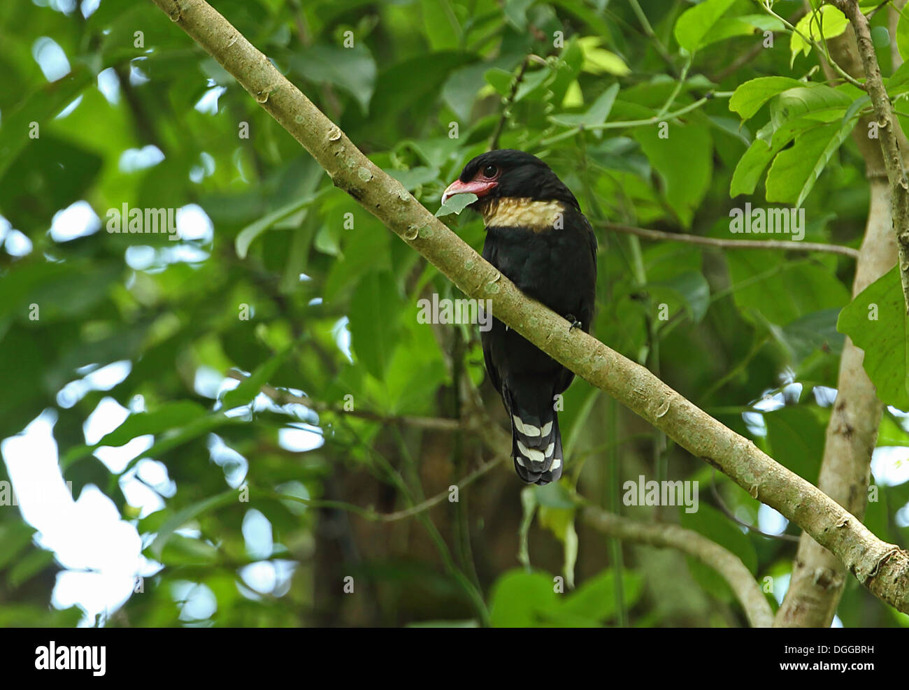 Dusky broadbill corydon sumatranus laoensis hires stock photography