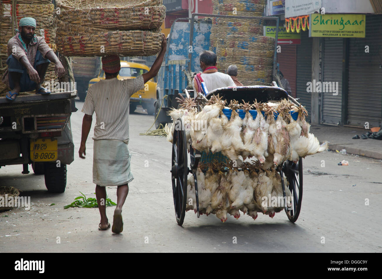 Live chicken being transported on a rickshaw, Kolkata, West Bengal, India, Asia Stock Photo