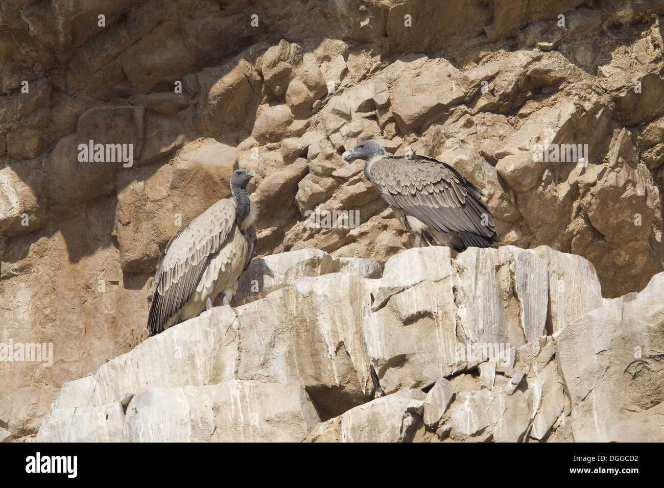 Indian Vulture (Gyps indicus) adult and immature, resting on cliff face at breeding colony, Rajasthan, India, November Stock Photo