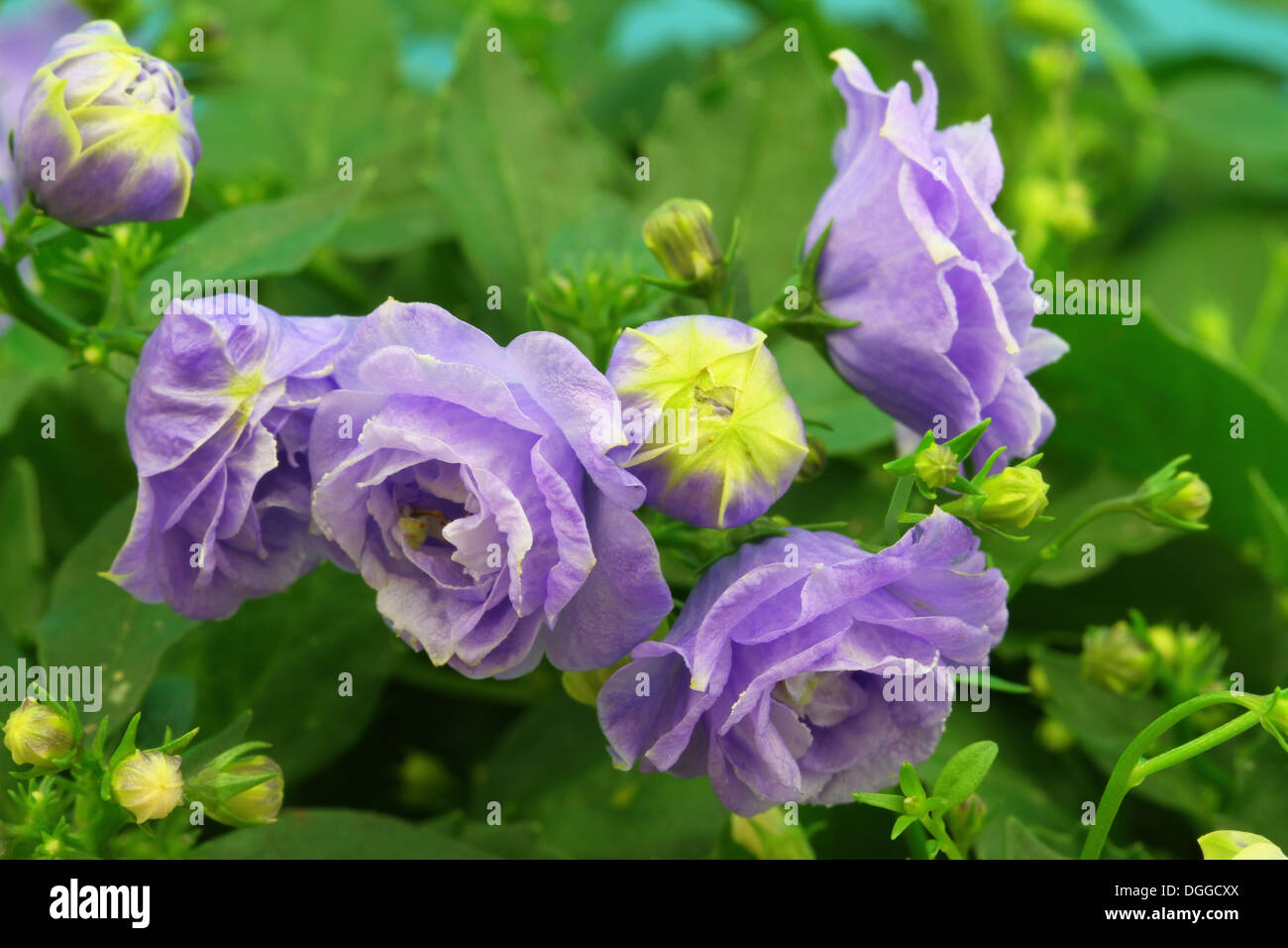 Campanula flowers, closeup Stock Photo