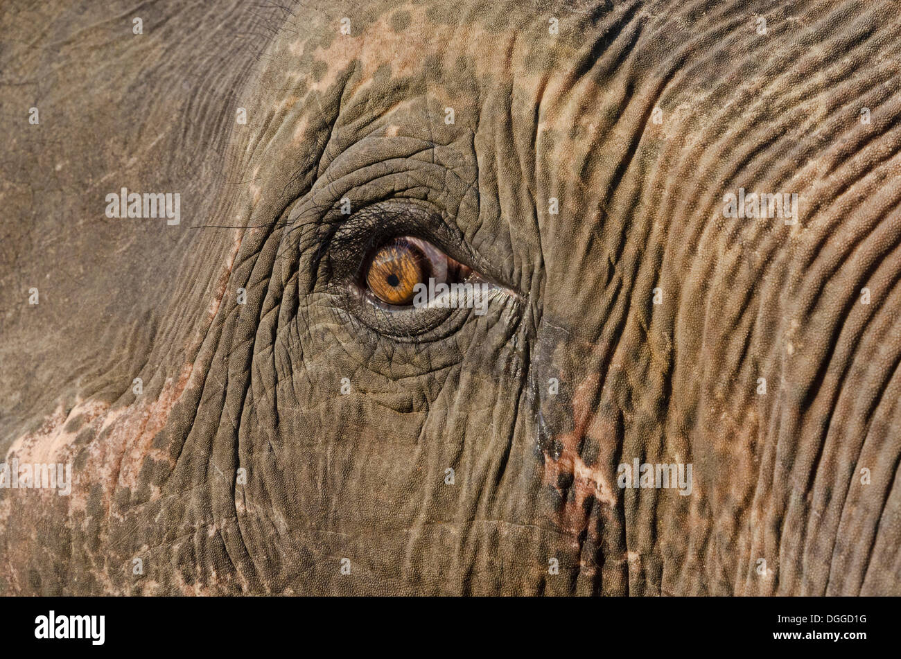 Eye of an Asian or Asiatic elephant (Elephas maximus) in Kaziranga National Park, Assam, India, Asia Stock Photo