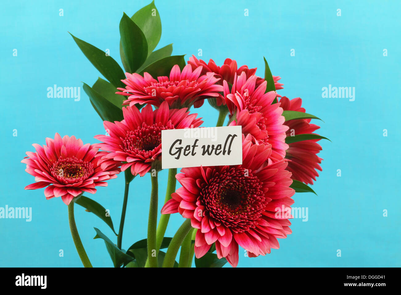 Get Well Card With Dark Pink Gerbera Daisies Stock Photo Alamy get-well-card-with-dark-pink-gerbera-daisies-stock-photo-alamy