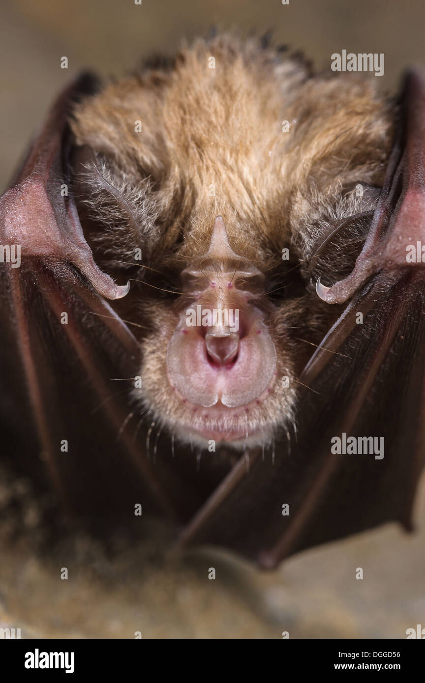 Greater Horseshoe Bat (Rhinolophus ferrumequinum) adult closeup of