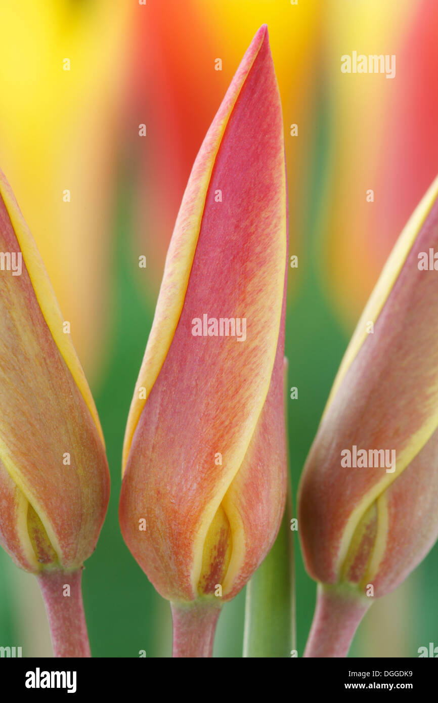 Tulipa clusiana var. chrysantha AGM Golden lady tulip Miscellaneous tulip Closed flowers April Stock Photo