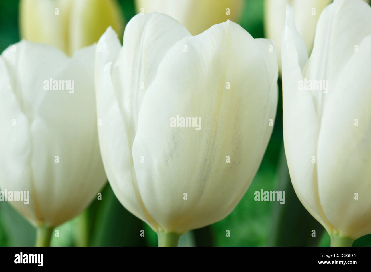 Tulipa 'White Dream' Tulip Triumph Group April Stock Photo