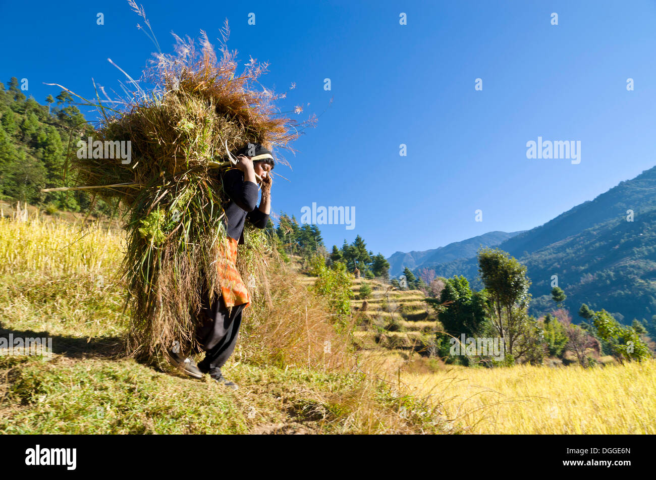 Woman carrying a big load of harvested millet, Shivalaya, Solukhumbu District, Sagarmāthā Zone, Nepal Stock Photo