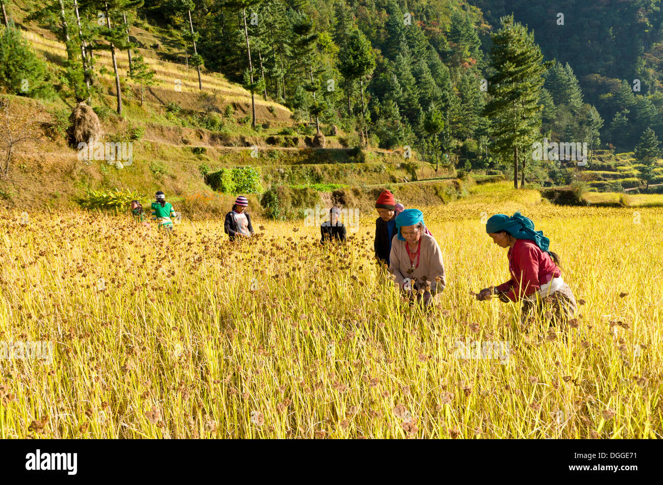 Farmers harvesting millet, Shivalaya, Solukhumbu District, Sagarmāthā