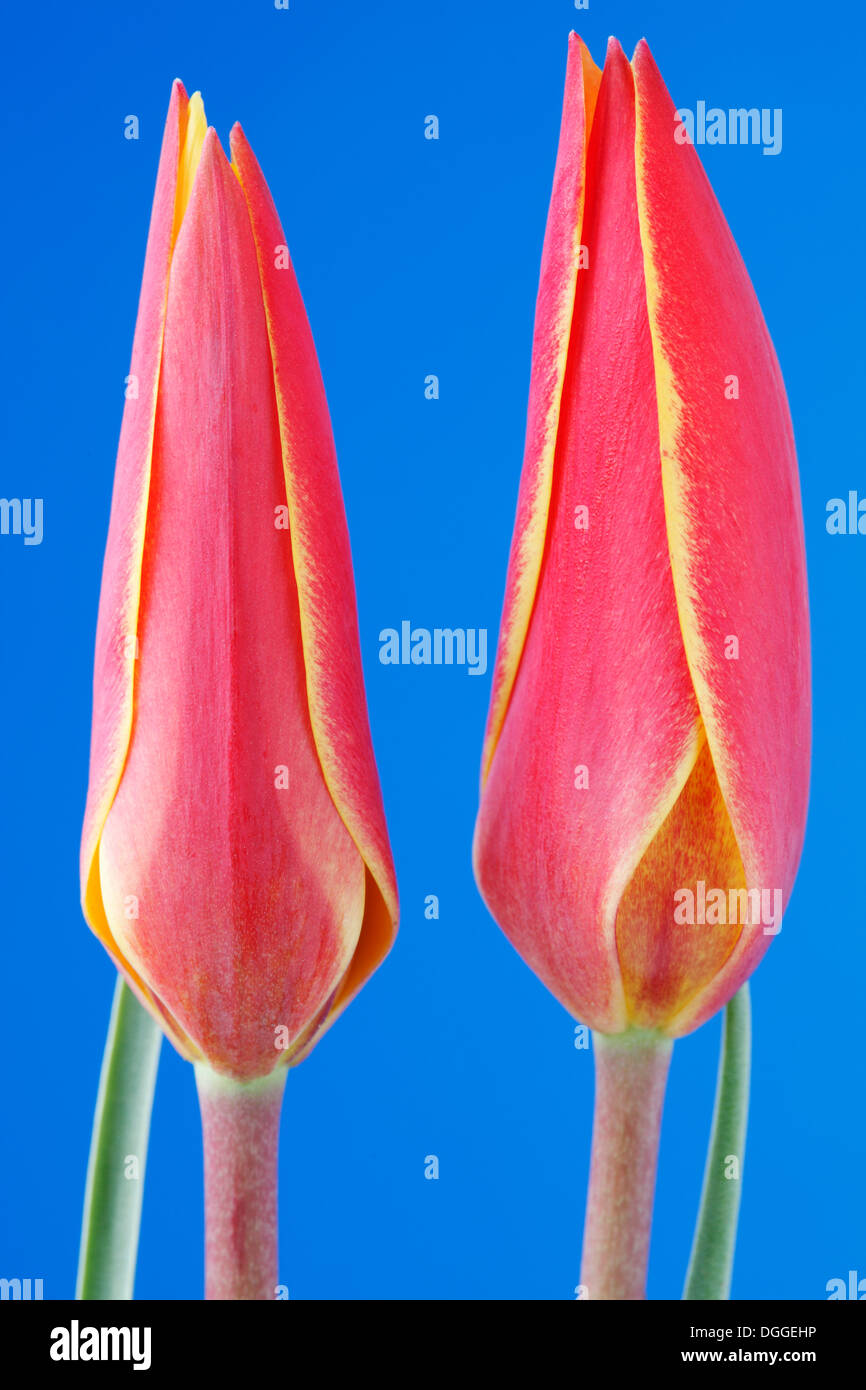 Tulipa clusiana var. chrysantha 'Tubergen's Gem' Lady tulip Miscellaneous tulip April Stock Photo