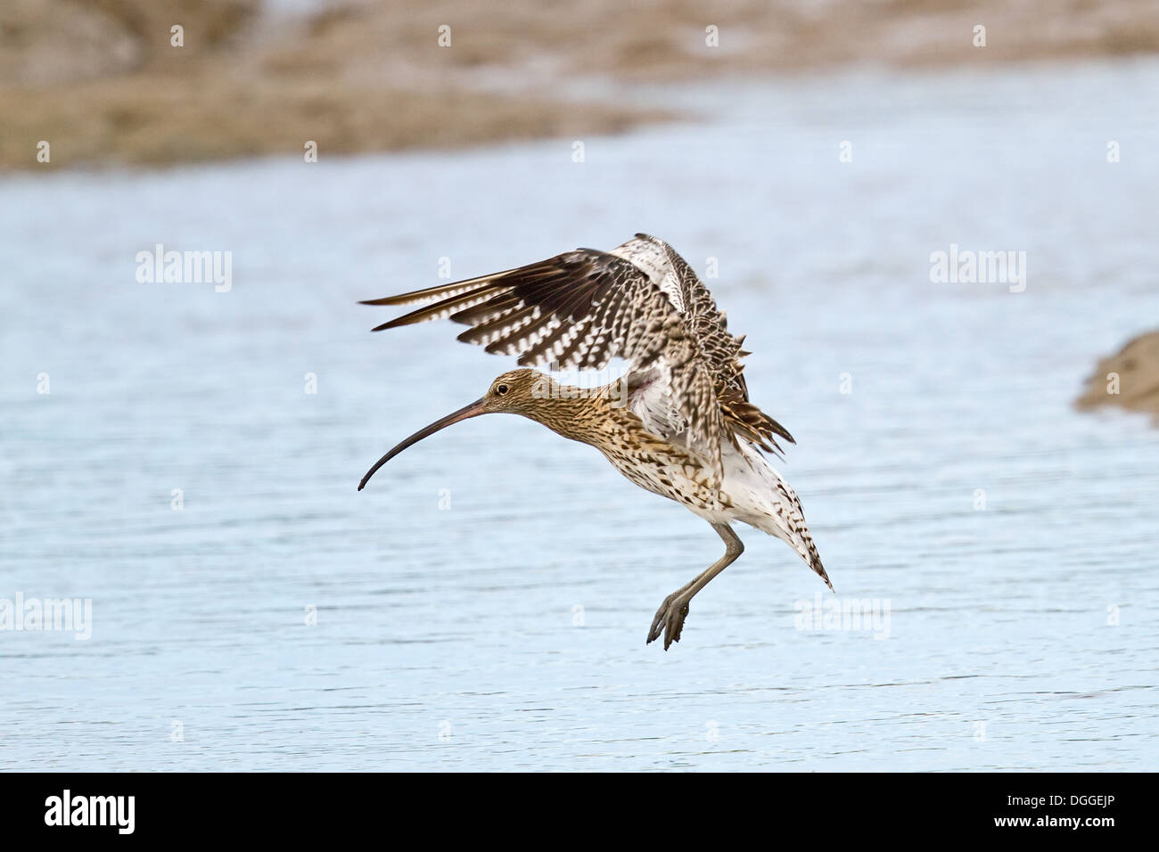 Curlew flying left landing Stock Photo