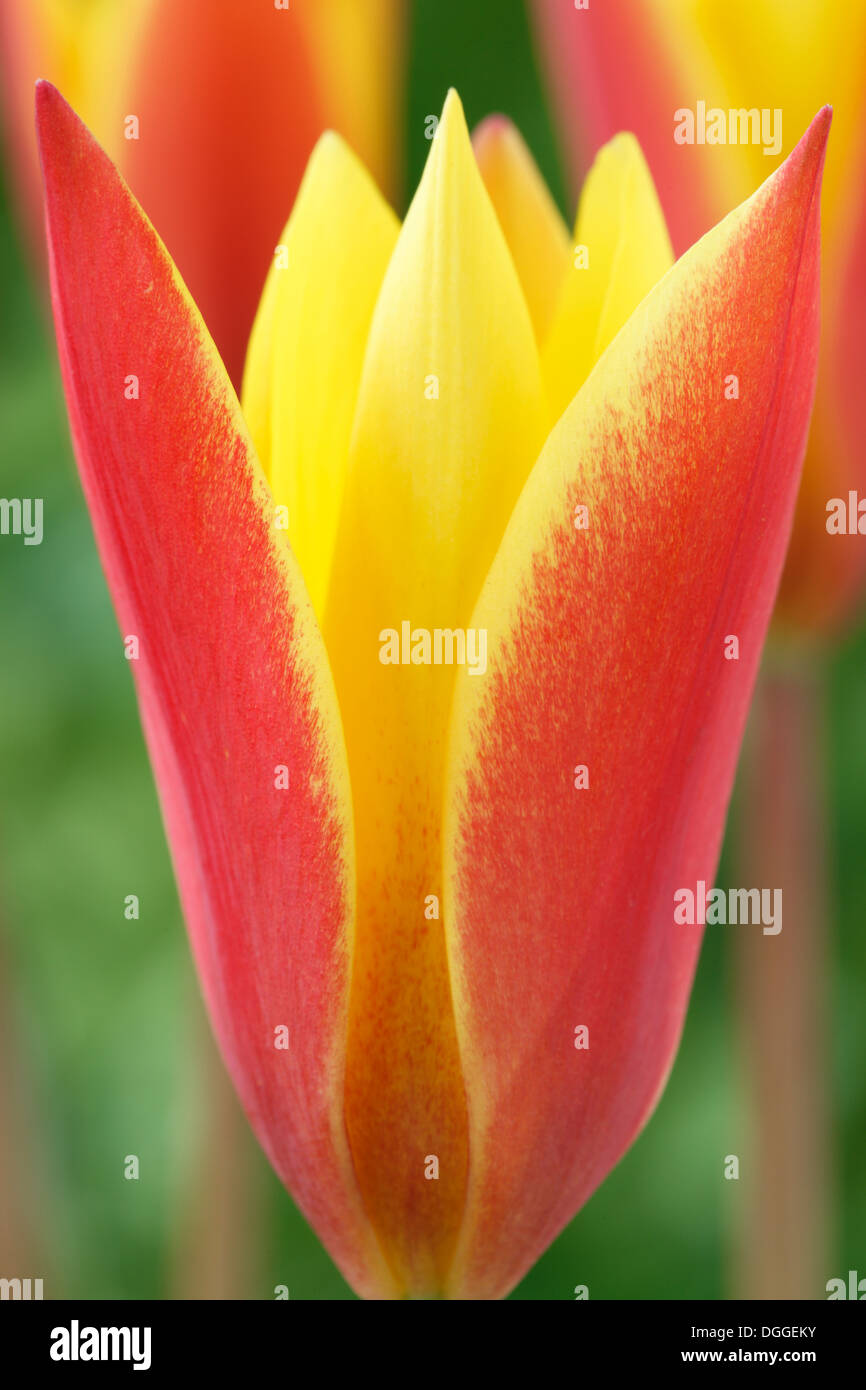 Tulipa clusiana var. chrysantha 'Tubergen's Gem' Lady tulip Miscellaneous tulip April Stock Photo