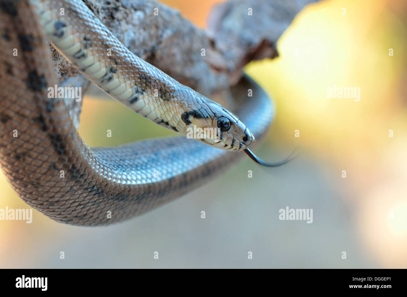 Ladder snakes hi-res stock photography and images - Alamy