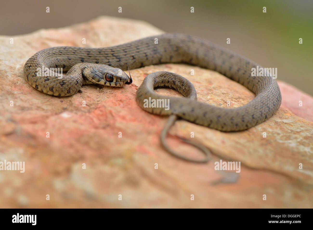 https://c8.alamy.com/comp/DGGEPC/iberian-grass-snake-natrix-natrix-astreptophora-darting-its-tongue-DGGEPC.jpg