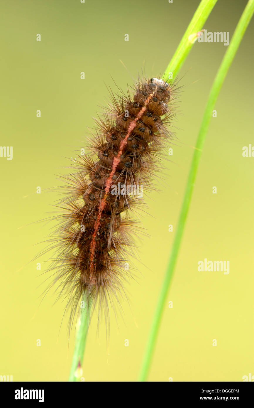 White Ermine (Spilosoma lubricipeda), moth caterpillar on a blade of grass, Bornholm, Denmark Stock Photo