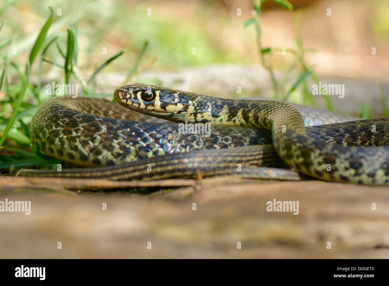 Yellow-green Whip Snake or Western Whip Snake (Hierophis viridiflavus), Corippo, Valle Verzasca, Kanton Tessin, Switzerland Stock Photo
