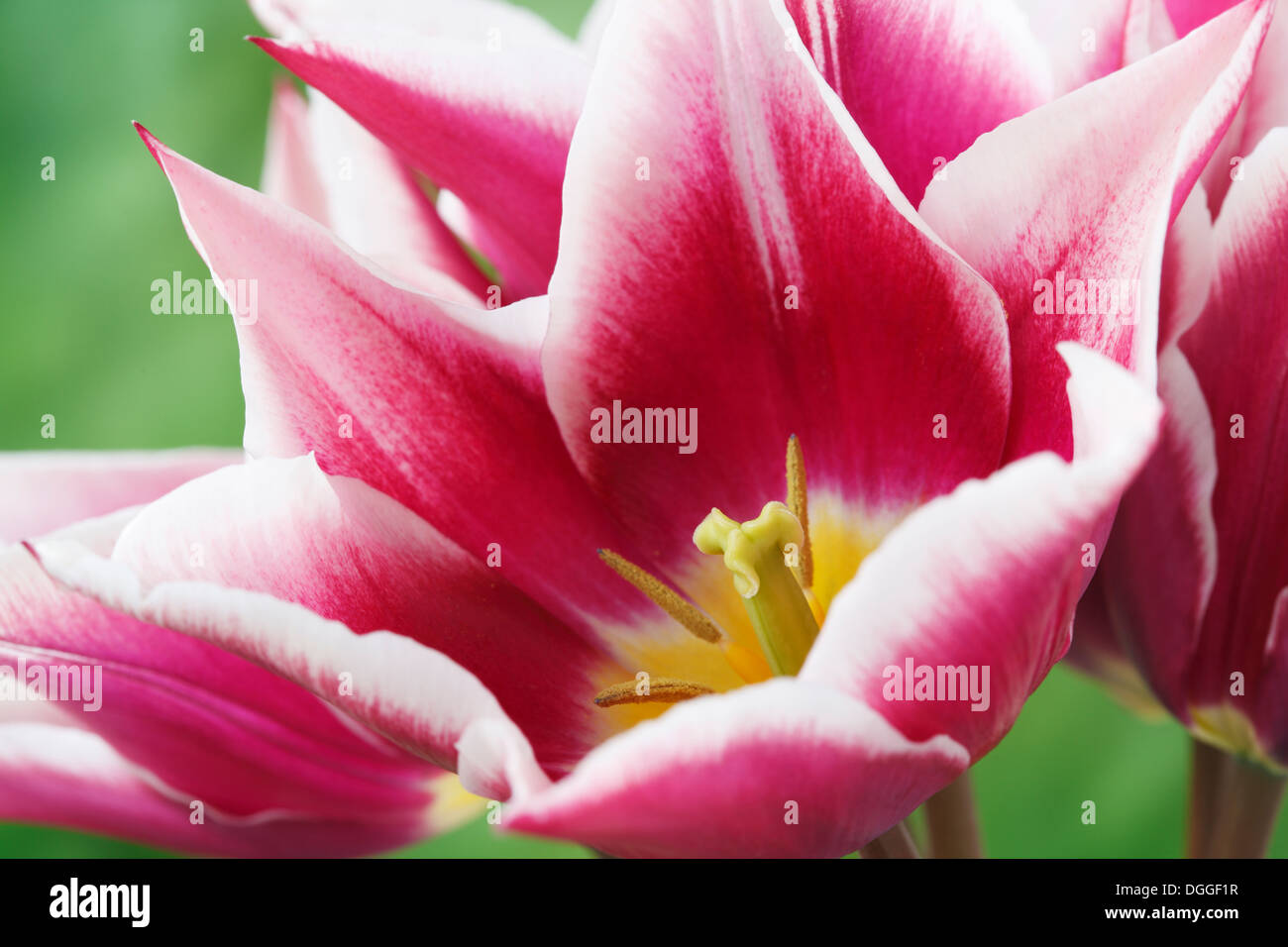 Tulipa 'Ballade' AGM Tulip Lily-flowered Group April Stock Photo
