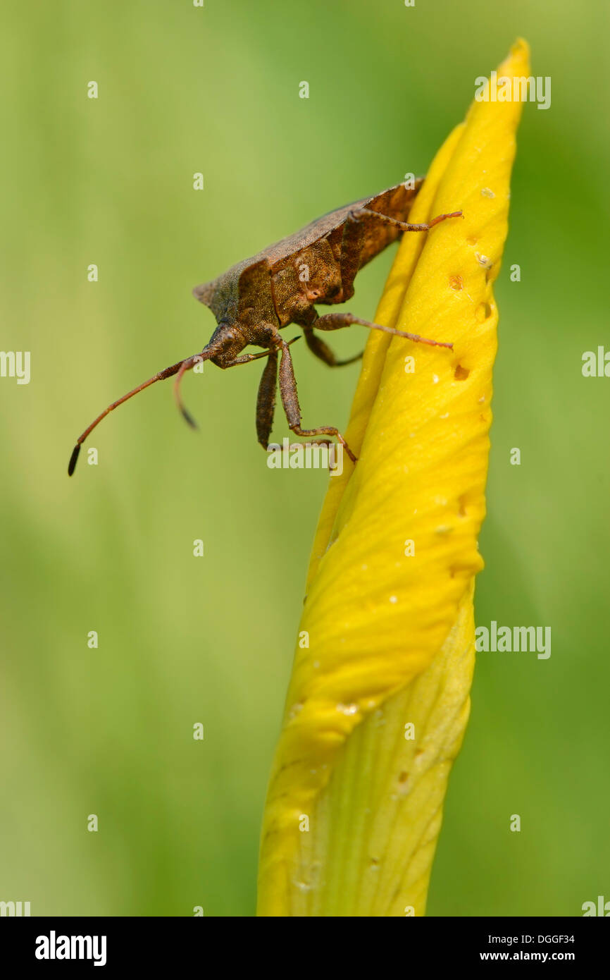 Dock Bug (Coreus marginatus), perched on the leaf of a yellow water iris, North Rhine-Westphalia, Germany Stock Photo