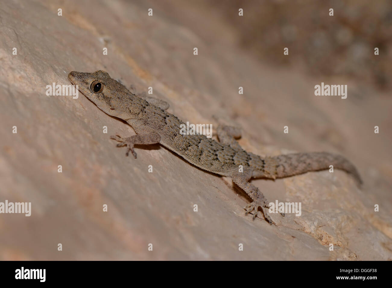 Kotschy's Gecko (Mediodactylus kotschyi) on a rock, Kaş, Lycia, Province of Antalya, Turkey Stock Photo