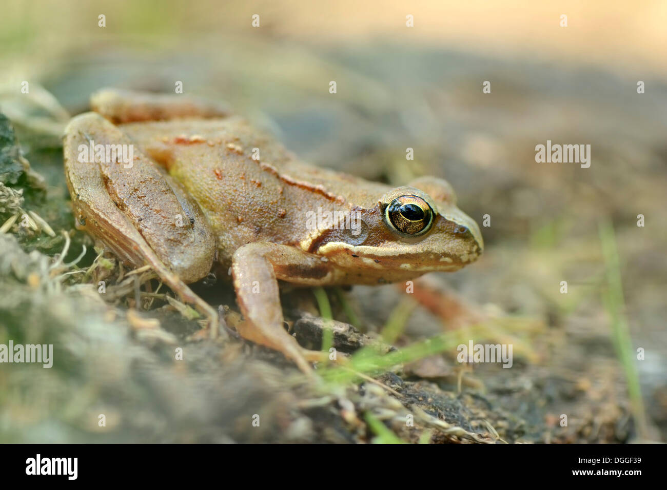 European Common Frog (Rana temporaria), Hochmoor, Münsterland, North Rhine-Westphalia, Germany Stock Photo