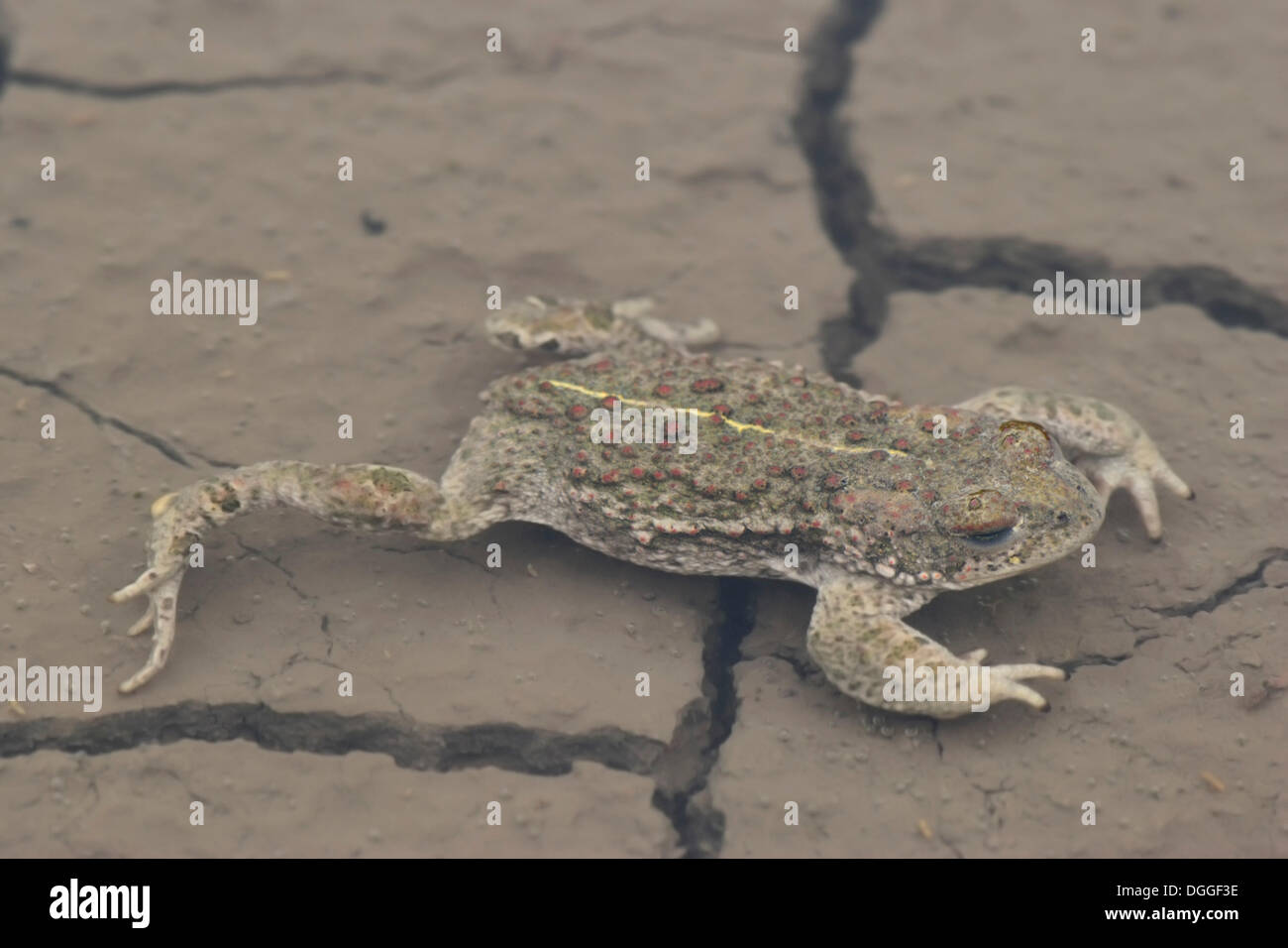 Natterjack Toad (Bufo calamita), adult stretched out in a puddle ...