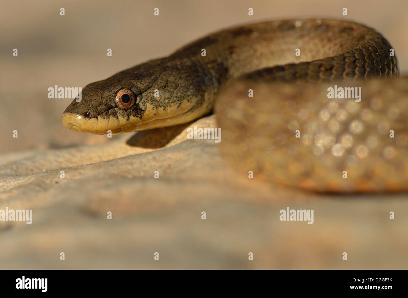 Snakes of spain hi-res stock photography and images - Alamy