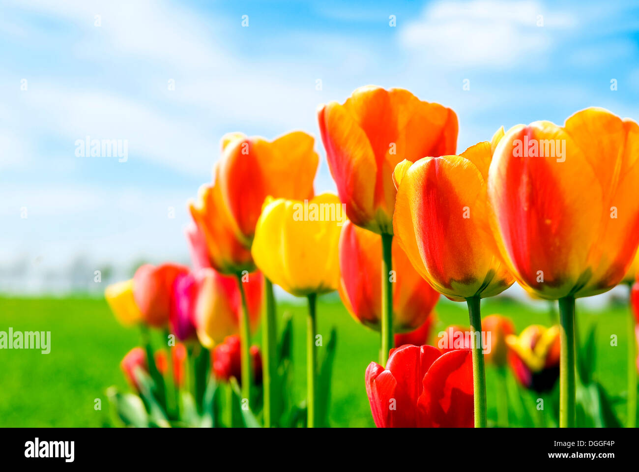 Tulip field (Tulipa) in red and yellow Stock Photo - Alamy
