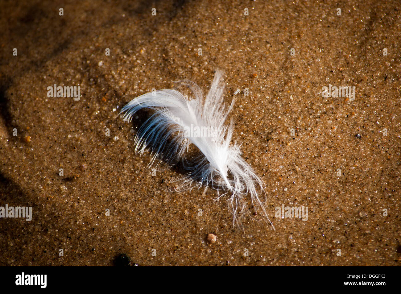 White feather on sand beach Stock Photo